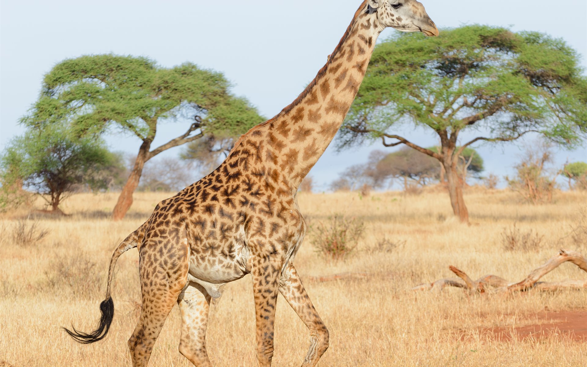 imagen de cabecera del circuito Tanzania y Kenia